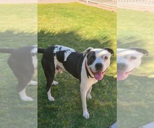 Boston Terrier-Staffordshire Bull Terrier Mix Dogs for adoption in Chandler, AZ, USA