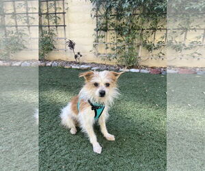 Chihuahua-Unknown Mix Dogs for adoption in Victorville, CA, USA