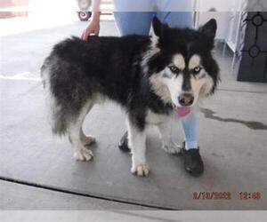 Alaskan Malamute Dogs for adoption in Oroville, CA, USA