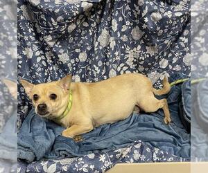 Chihuahua-Unknown Mix Dogs for adoption in Modesto, CA, USA