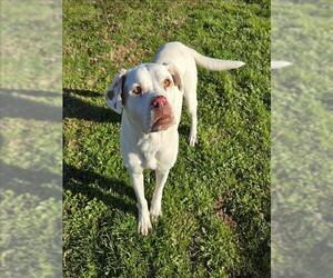 American Pit Bull Terrier-Unknown Mix Dogs for adoption in Grovetown, GA, USA