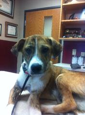 Mutt Dogs for adoption in Bixby, OK, USA