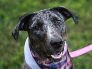 Catahoula Leopard Dog Dogs for adoption in Cookeville, TN, USA