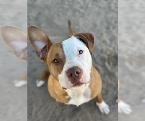 American Pit Bull Terrier Dogs for adoption in Santa Barbara, CA, USA