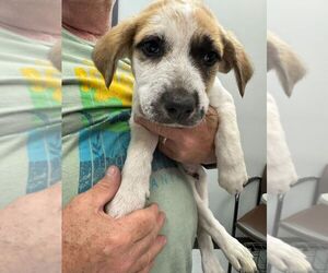 Mutt Dogs for adoption in Calgary, Alberta, Canada