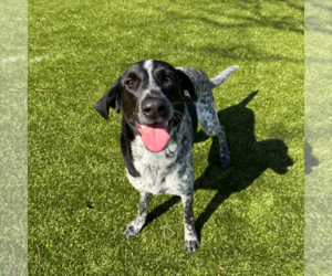 Pointer-Unknown Mix Dogs for adoption in Hilton Head, SC, USA