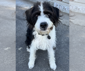 Portuguese Water Dog-Unknown Mix Dogs for adoption in Newport Beach, CA, USA