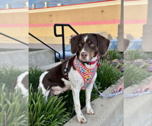 Beagle-Unknown Mix Dogs for adoption in Mundelein, IL, USA