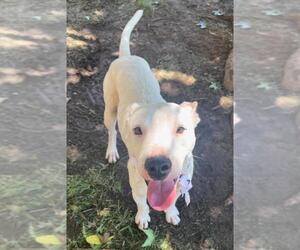 Mutt Dogs for adoption in Tulsa, OK, USA
