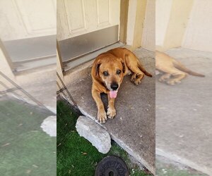 Labrottie Dogs for adoption in Seminole, FL, USA