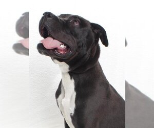 American Pit Bull Terrier Dogs for adoption in Burbank, CA, USA