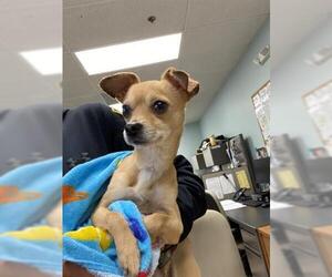 Chihuahua Dogs for adoption in Springfield, MA, USA