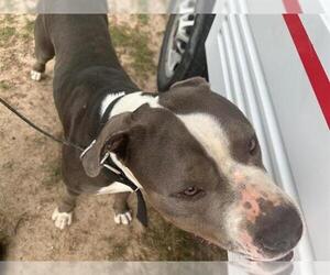 American Staffordshire Terrier-Unknown Mix Dogs for adoption in Houston, TX, USA