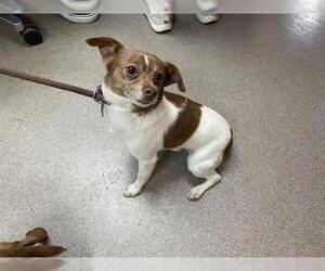 Chihuahua Dogs for adoption in Pasadena, CA, USA