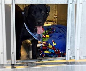 Labrador Retriever Dogs for adoption in Redlands, CA, USA