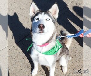 Huskies -Unknown Mix Dogs for adoption in Washington, DC, USA