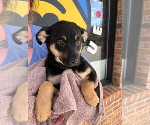 Mutt Dogs for adoption in Candler, NC, USA