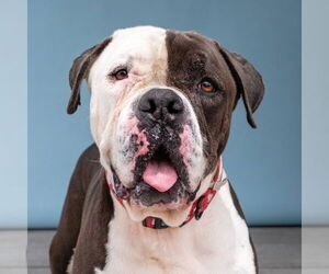 American Bulldog Dogs for adoption in Pasadena, CA, USA