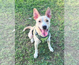 Medium Photo #1 Labrador Retriever-Unknown Mix Puppy For Sale in McDonough, GA, USA