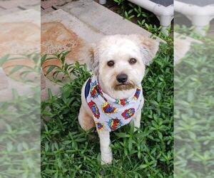 Lhasa-Poo Dogs for adoption in Spring, TX, USA