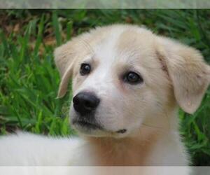 Collie-Great Pyrenees Mix Dogs for adoption in Effort, PA, USA