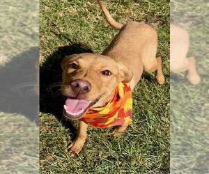 Labrador Retriever Dogs for adoption in Conroe, TX, USA