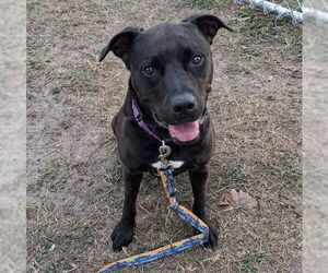 Labrador Retriever-Unknown Mix Dogs for adoption in Ocala, FL, USA