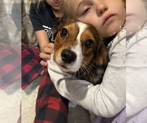 Beagi Dogs for adoption in Pottstown, PA, USA