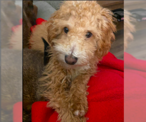 Poodle (Miniature) Dogs for adoption in Brooklyn Center, MN, USA