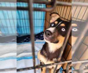 German Shepherd Dog-Huskies Mix Dogs for adoption in Princeton, MN, USA