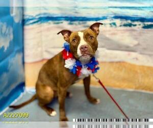 American Pit Bull Terrier Dogs for adoption in West Palm Beach, FL, USA