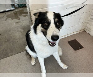 Australian Shepherd-Unknown Mix Dogs for adoption in San Bernardino, CA, USA