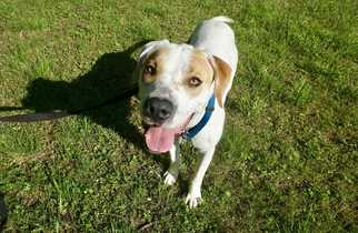 Medium Photo #1 American Bulldog-Labrador Retriever Mix Puppy For Sale in Greenbelt, MD, USA
