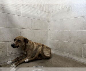 American Pit Bull Terrier-Unknown Mix Dogs for adoption in San Bernardino, CA, USA