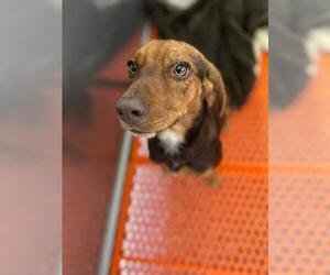 Beagle Dogs for adoption in Bemidji, MN, USA