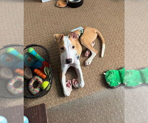 Mutt Dogs for adoption in Plainfield, IL, USA