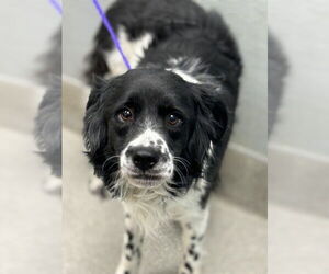 Border Collie-Unknown Mix Dogs for adoption in Las Vegas, NV, USA