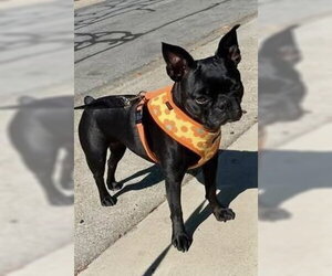 Faux Frenchbo Bulldog Dogs for adoption in Fremont, CA, USA
