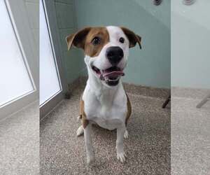 Mutt Dogs for adoption in Martinsburg, WV, USA