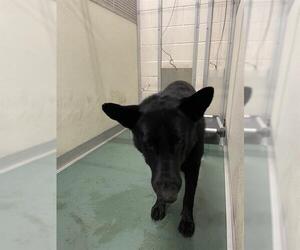 German Shepherd Dog Dogs for adoption in Palmetto, FL, USA