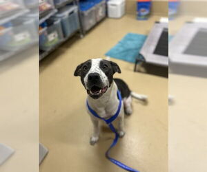 American Pit Bull Terrier-Unknown Mix Dogs for adoption in Chula Vista, CA, USA