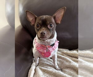 Chihuahua Dogs for adoption in St. Louis Park, MN, USA