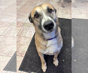 German Shepherd Dog-Unknown Mix Dogs for adoption in Leavenworth, KS, USA