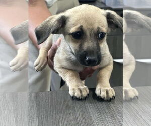 Chihuahua-Unknown Mix Dogs for adoption in New London, WI, USA