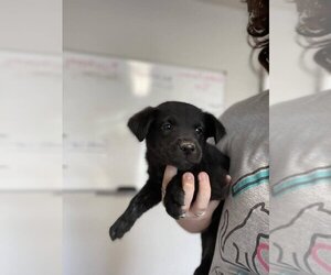 Sheprador Dogs for adoption in Bolivar, MO, USA