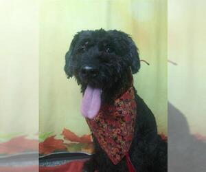 Labradoodle Dogs for adoption in Henderson, NV, USA
