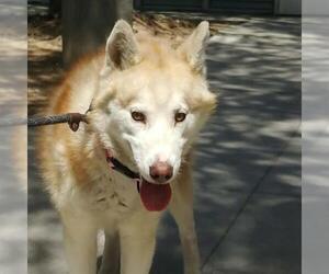 Siberian Husky-Unknown Mix Dogs for adoption in Las Vegas, NV, USA