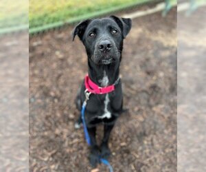 Labrador Retriever-Unknown Mix Dogs for adoption in Waterford, VA, USA