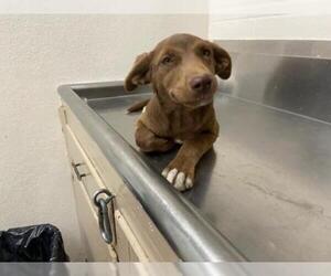 Labrador Retriever Dogs for adoption in Hanford, CA, USA
