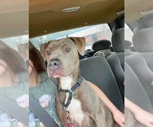 American Staffordshire Terrier-Labrador Retriever Mix Dogs for adoption in Oakhurst, NJ, USA